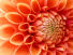 Red Passion