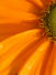 Orange Delight