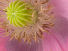 Greeny Pink
