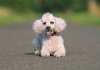 Poodle
