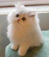 Chinchilla