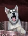 Alaska Kurdu