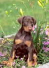 Doberman