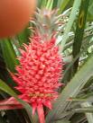 Ananas - Sen kusursuz  birisin