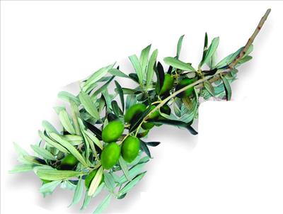 Zeytin - Barışalım