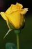 Sevgililer G. KUTLU OLSUN