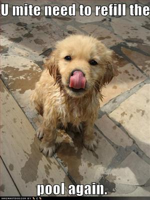 funny puppy