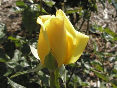 Sarı Gül