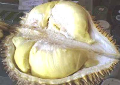 durian montong