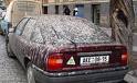 Poo on your Car