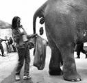 Elephant Poo