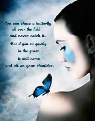 Papillon 8