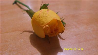 yellow rose