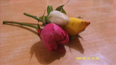 roses