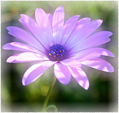 Daisy