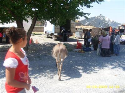 1 adet eşşek ( mıster 4 nal karkaçan )