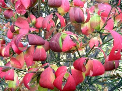 Burning Bush 7