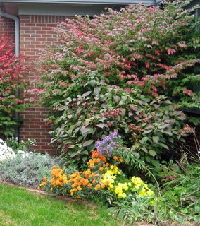 Burning Bush 4