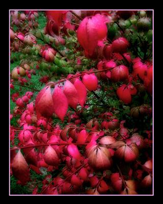 Burning Bush 2