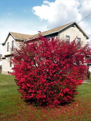 Burning Bush 8