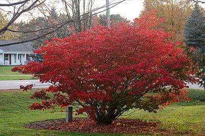 Burning Bush 3