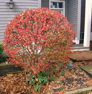Burning Bush 6