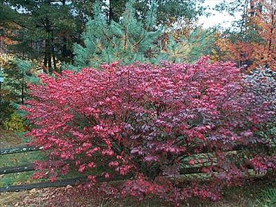 Burning Bush 1