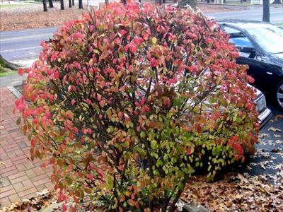 Burning Bush 5