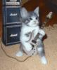 rockstar cat