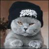 moody gangsta cat
