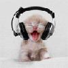 music kitty