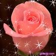 gül