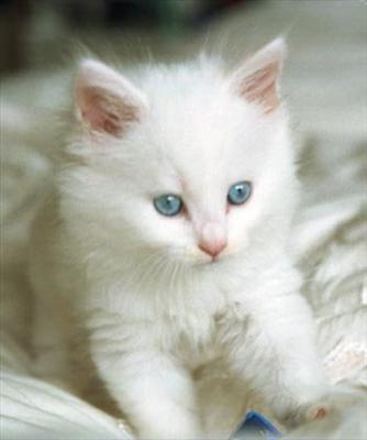 minik kedi