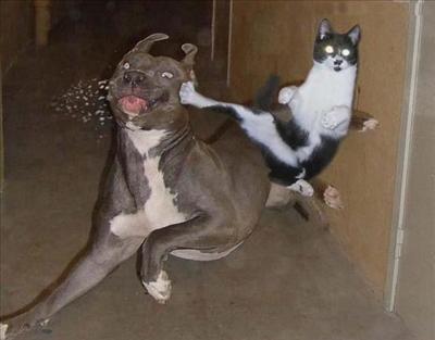 Fighting Kick