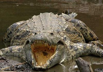 Croco Kick