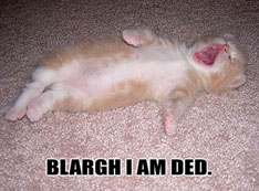 Dead Cat