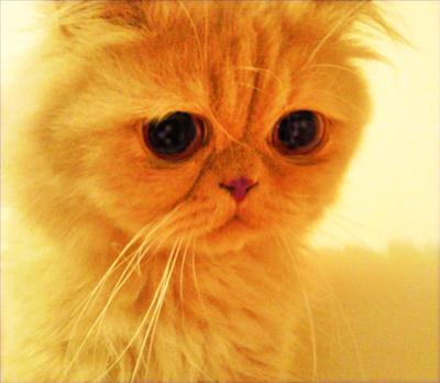 Garfie