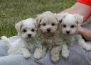 goldie,whip cream and vannilla
