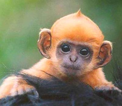 monkey