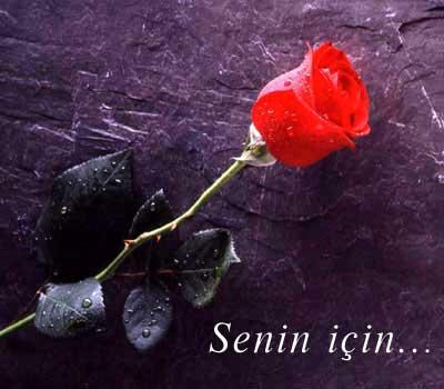 kırmızı gül