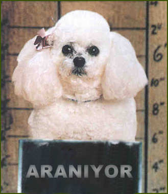 araniyor