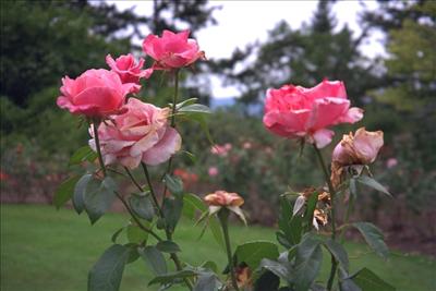 rose