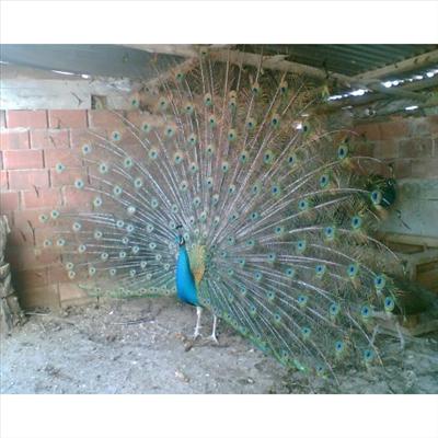 tavus kusum