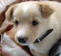 Mutt