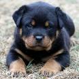 rottweiller