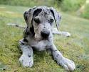 Great Dane