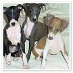 Greyhound