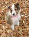 Sheltie