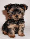 Yorki