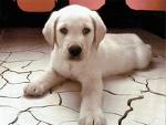 Lab